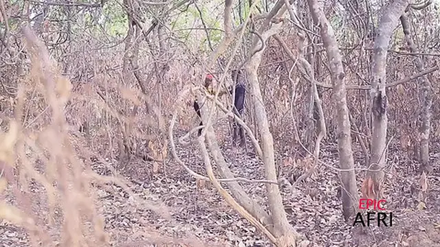 Village Love - Pull My Pant Down and Ride Me Rough