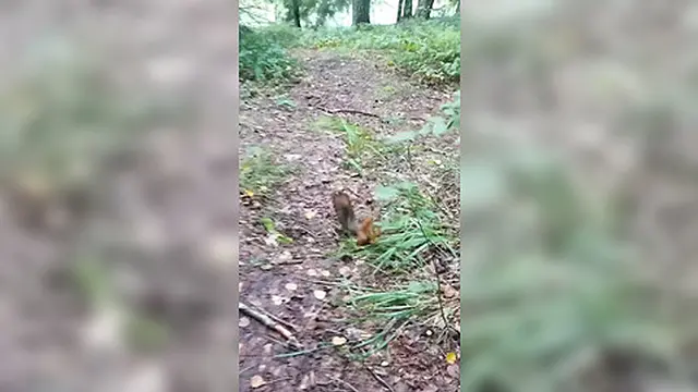 Strolling through the park &mdash;  seeking a spot to relieve myself