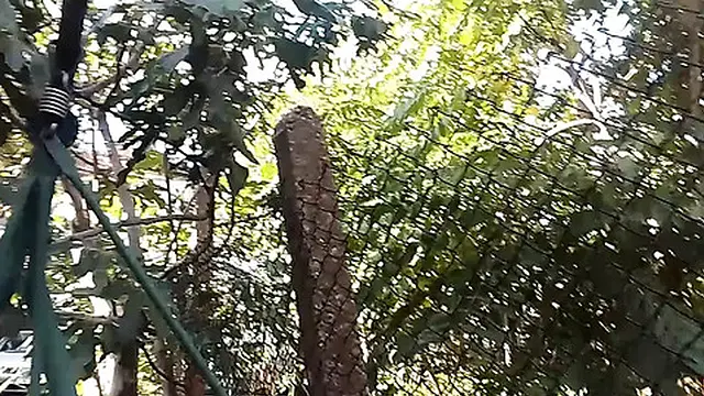 Hot temptress boldly reveals her chest in the garden