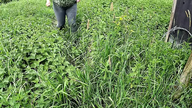 Tittying Up in the Barn