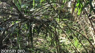 African lovers in bush fucking