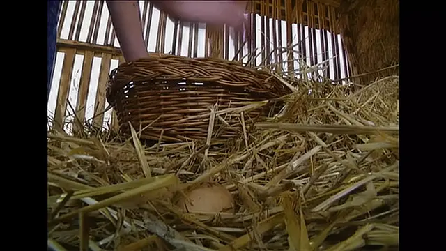 Outdoor Sucking and Riding on Huge Cocks with Hot Babes