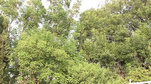 My passion for a big black cock   