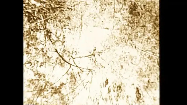 On the Grass Burning Foliage