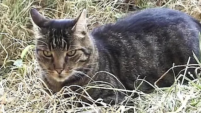 French brunette gets her juicy ass banged hard in a smutty farm threesome